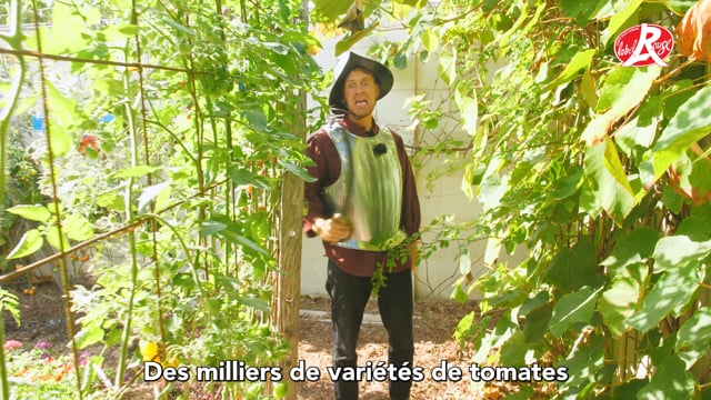 Les Plants de tomates LABEL ROUGE